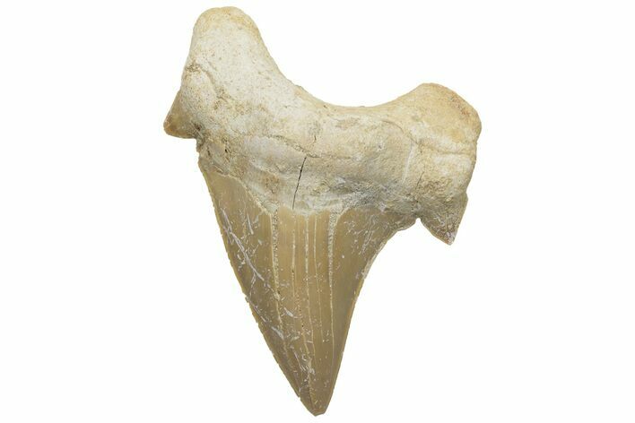 Fossil Shark Tooth (Otodus) - Morocco #226910